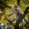 Makak javsky - Macaca fascicularis - Long-tailed Macaque o3674